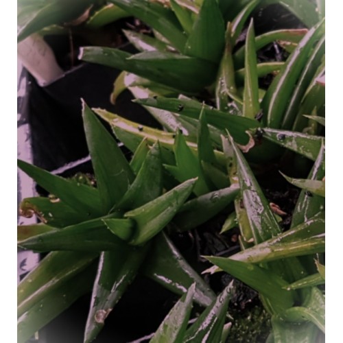 Black Gem Aloe Alorthia 1 Plants Herb Succulents Hanging Basket Pot